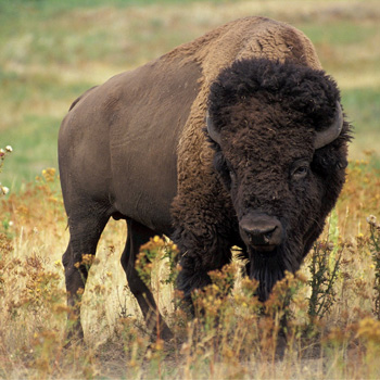 BW Mortgage Buffalo